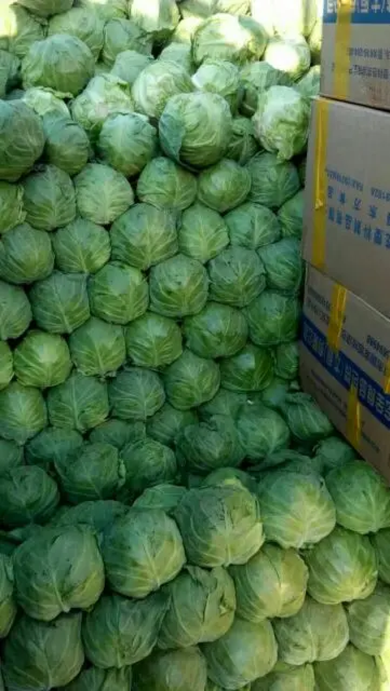精品甘蓝中甘甘蓝，包菜价格优惠品质保证，常年供应可发全国