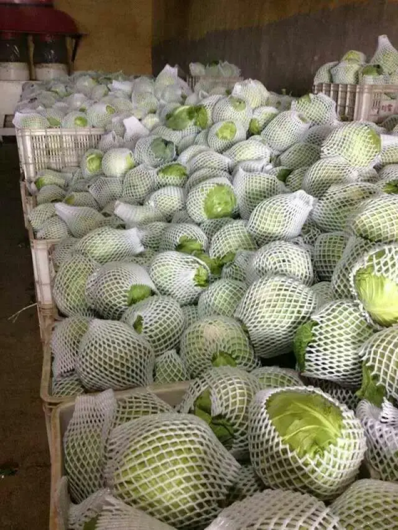 精品甘蓝中甘甘蓝，包菜价格优惠品质保证，常年供应可发全国