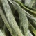 白茶白毫银针2023年新茶春茶明前嫩芽高山白茶叶罐装