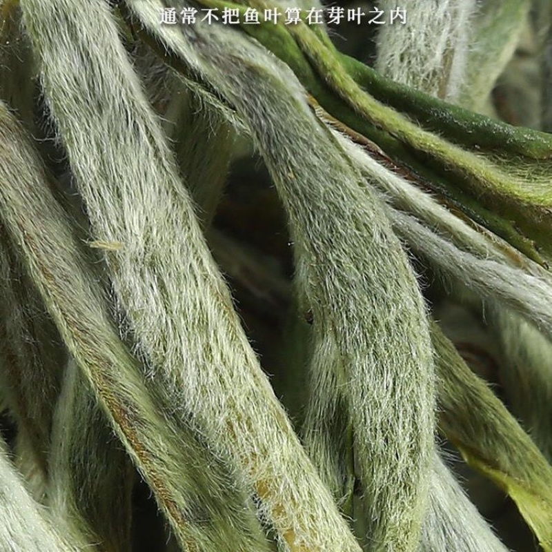 白茶白毫银针2023年新茶春茶明前嫩芽高山白茶叶罐装