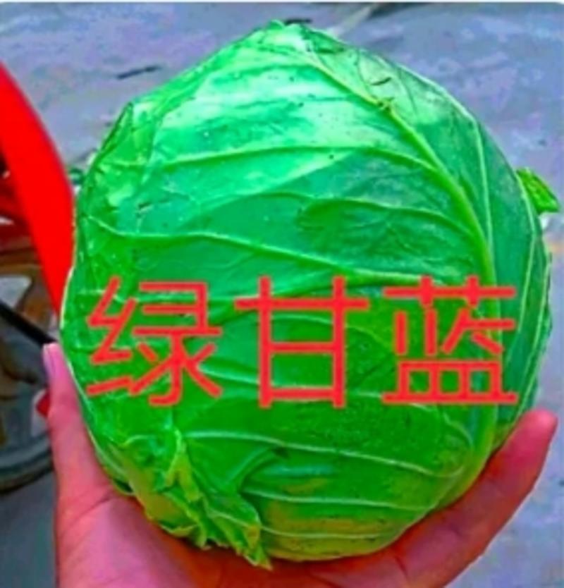 陕西汉中：绿色甘蓝：质量高颜色绿，产地直发视频看货。