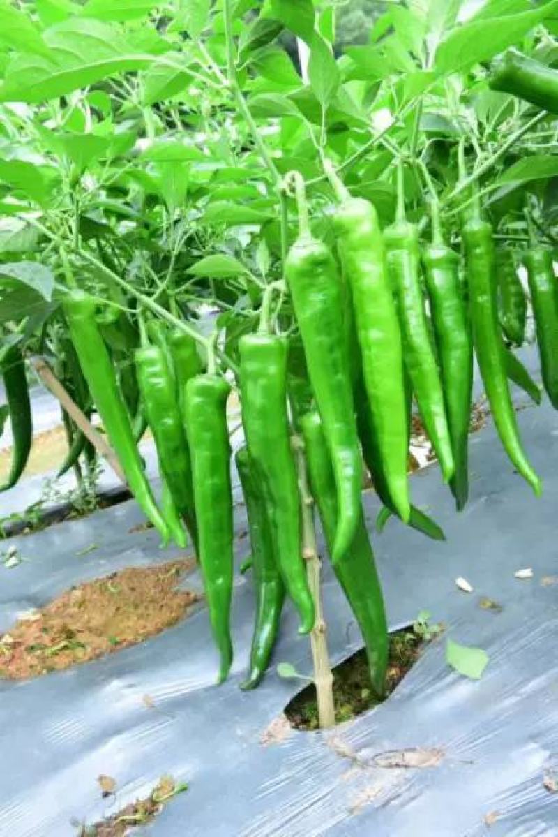 湖南辣椒苗湘研15号牛角椒苗香辣长线椒苗朝天椒螺丝椒苗