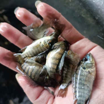 罗非鱼，活性强效率高，场地直销。