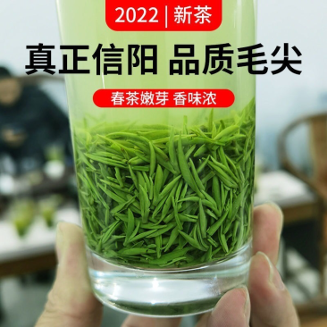 正宗嫩芽2023明前手工毛尖茶叶绿茶信阳新茶浓香耐泡炒青