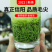 正宗嫩芽2023明前手工毛尖茶叶绿茶信阳新茶浓香耐泡炒青