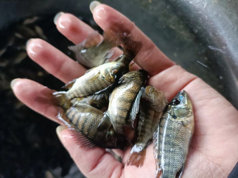 罗非鱼，活性强效率高，场地直销。