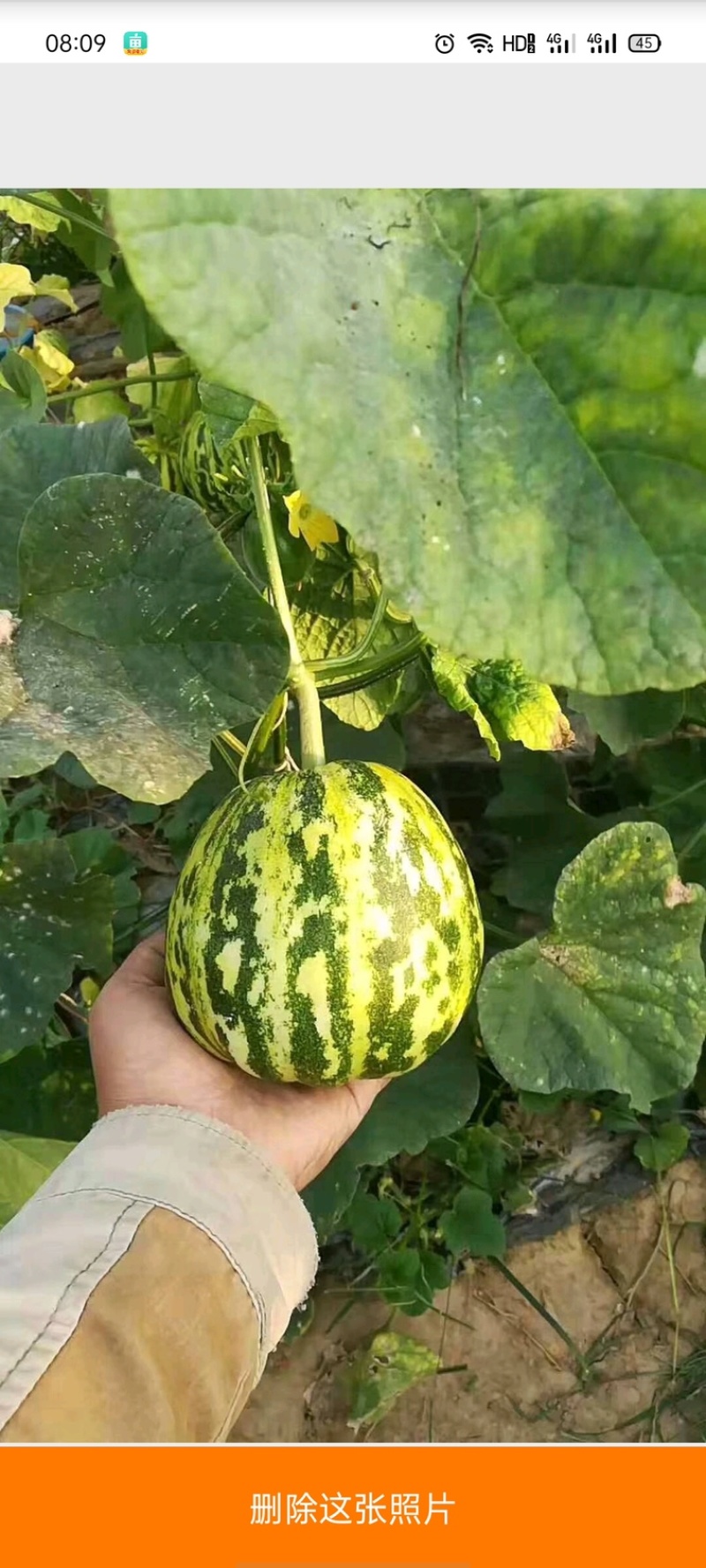 花蕾甜瓜花蕾瓜花蕾香瓜大量供应实力代办