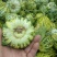 花蕾甜瓜花蕾瓜花蕾香瓜大量供应实力代办