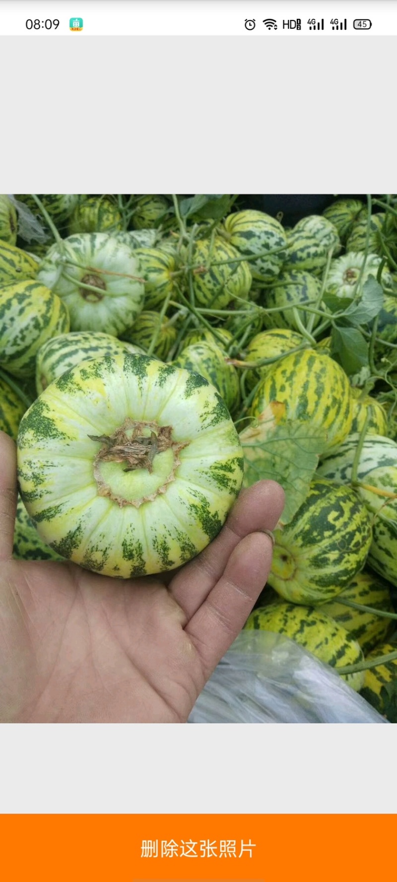 花蕾甜瓜花蕾瓜花蕾香瓜大量供应实力代办