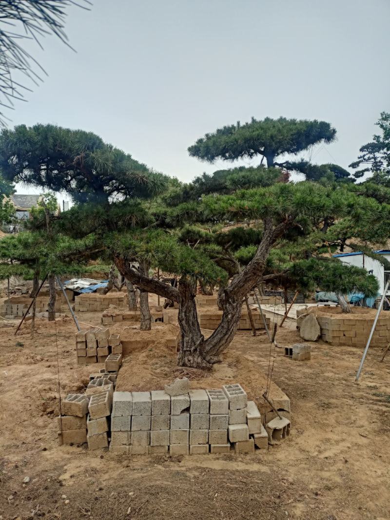 精品造型黑松，油松，赤松