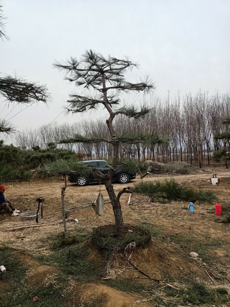 精品造型黑松，油松，赤松