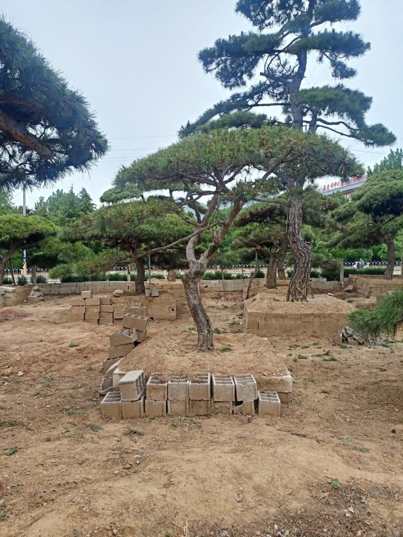 精品造型黑松，油松，赤松