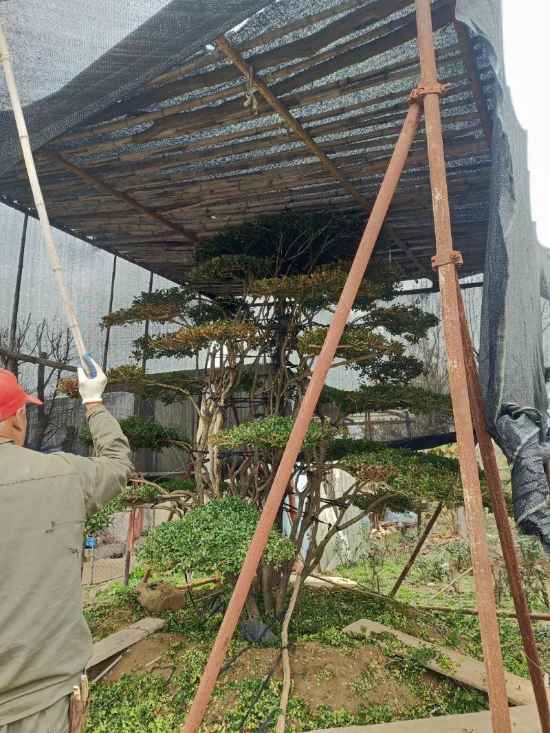 精品造型黑松，油松，赤松