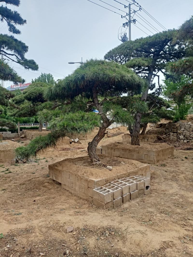 精品造型黑松，油松，赤松