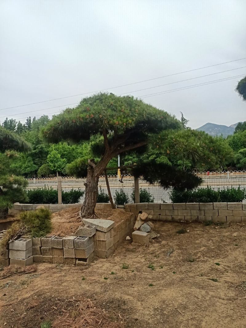 精品造型黑松，油松，赤松