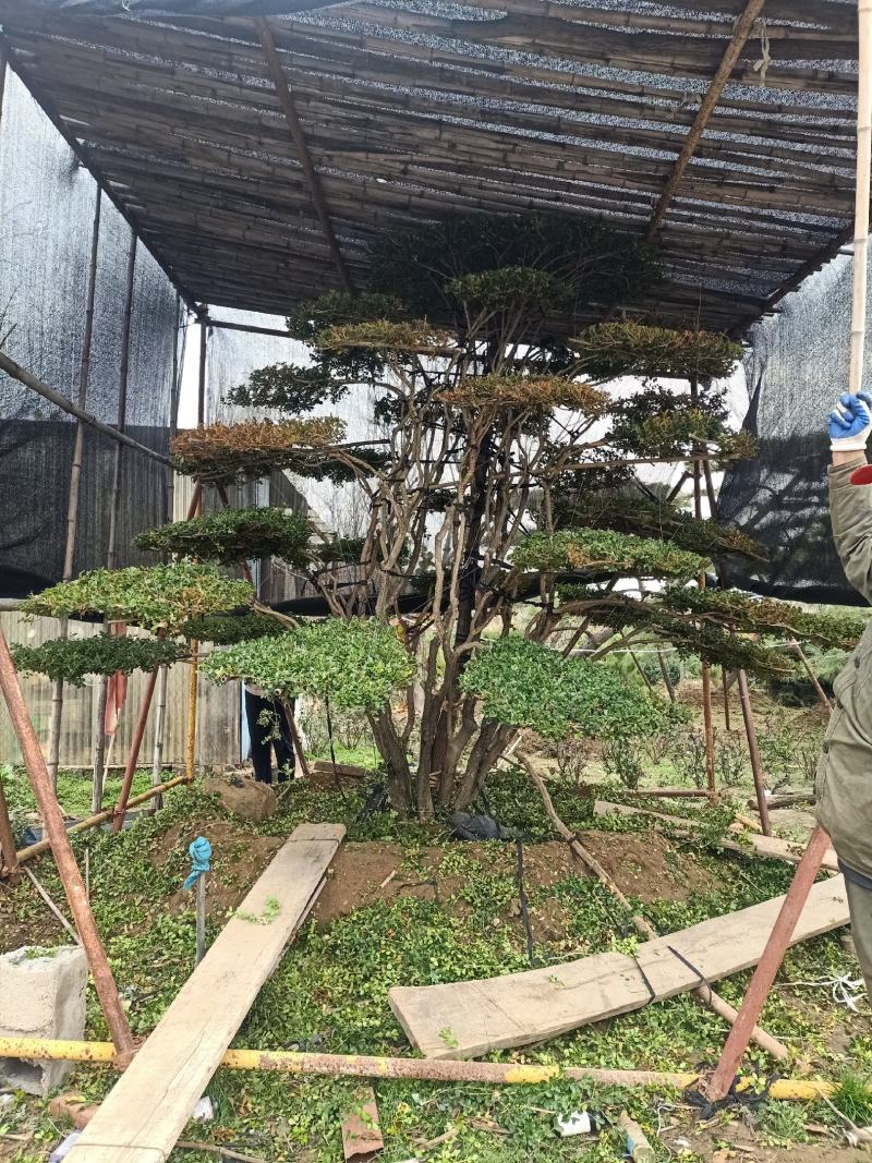 精品造型黑松，油松，赤松