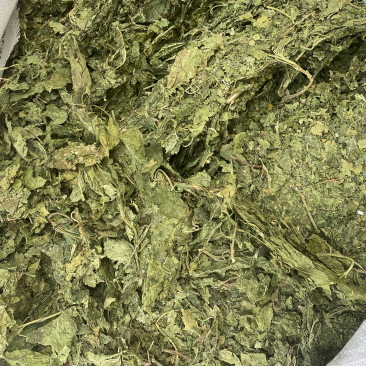 桑叶霜后桑叶。产地直销一手货源。符合国家标准