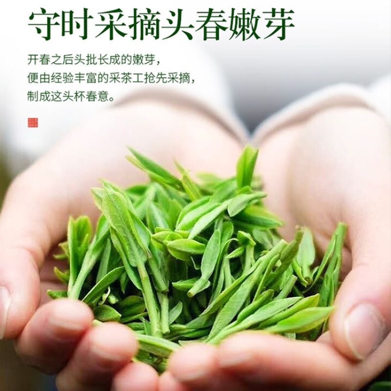 云南头春茶一级碧螺春绿茶春茶叶新明前浓香型散茶
