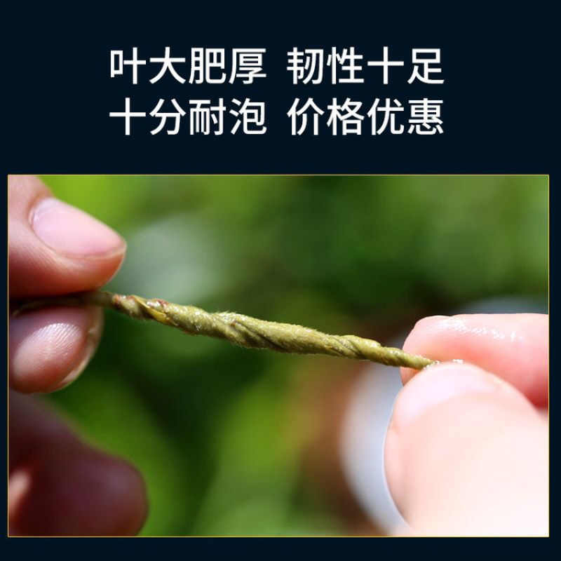 云南头春茶一级碧螺春绿茶春茶叶新明前浓香型散茶