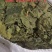 桑叶霜后桑叶。产地直销一手货源。符合国家标准