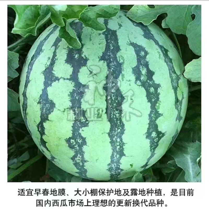 罐装700粒西瓜种子神禾都美中早熟耐贮运正品适应性广薄皮