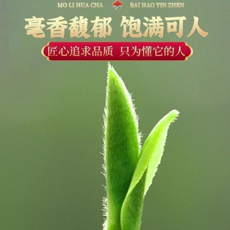 茉莉花茶2023新茶正宗广西横县茉莉银针王嫩芽浓香型