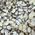 桑枝。饮片厂。药厂。产地直销批发符合国家标准