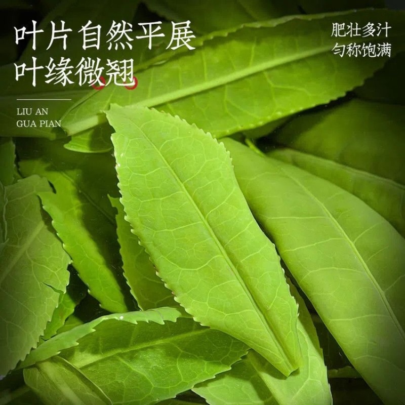 六安瓜片2023新茶安徽正宗手工高山绿茶明前春茶