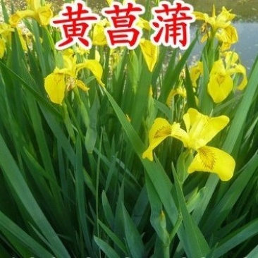 【精选】精品黄菖蒲大量供应视频看货规格齐全量大从优