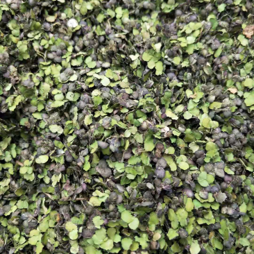 浮萍草。机压包。袋装。产地一手货源价格优惠