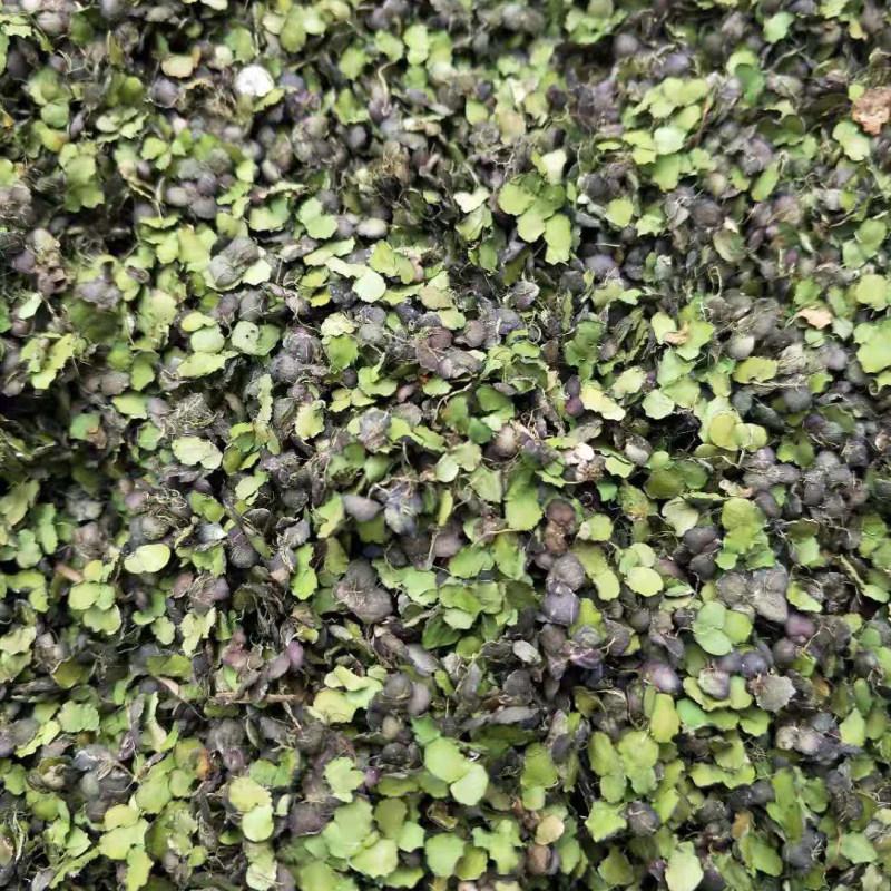 浮萍草。机压包。袋装。产地一手货源价格优惠