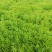 【佛甲草】精品佛甲草产地批发大量供应代发全国规格齐全