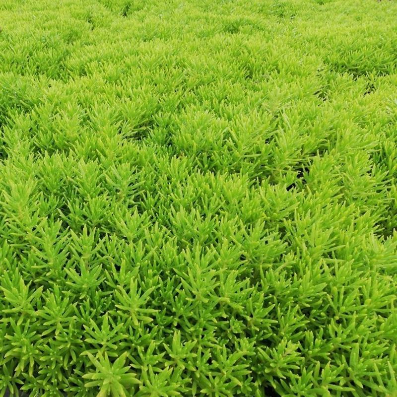 【佛甲草】精品佛甲草产地批发大量供应代发全国规格齐全