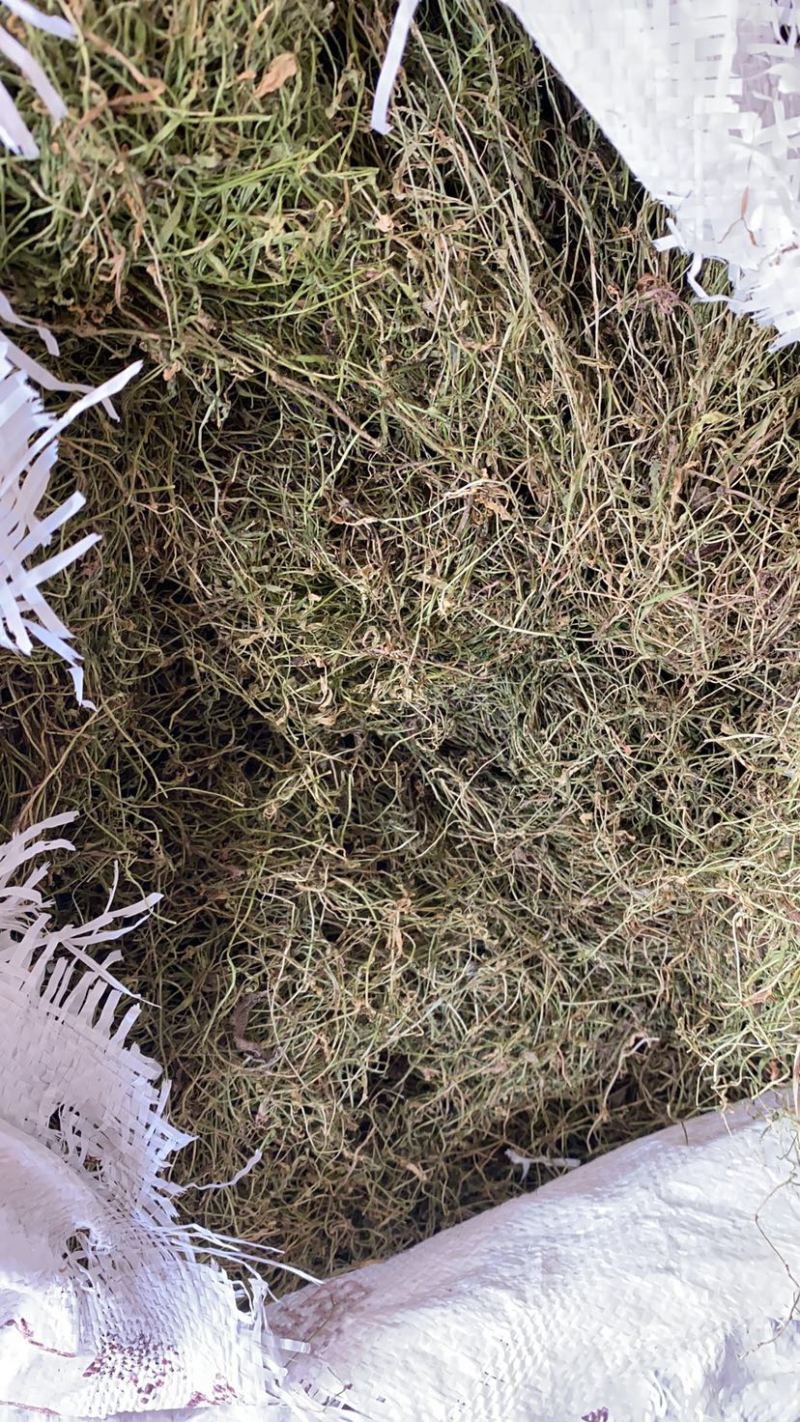 半边莲产地直销批发。量大从优符合国家标准