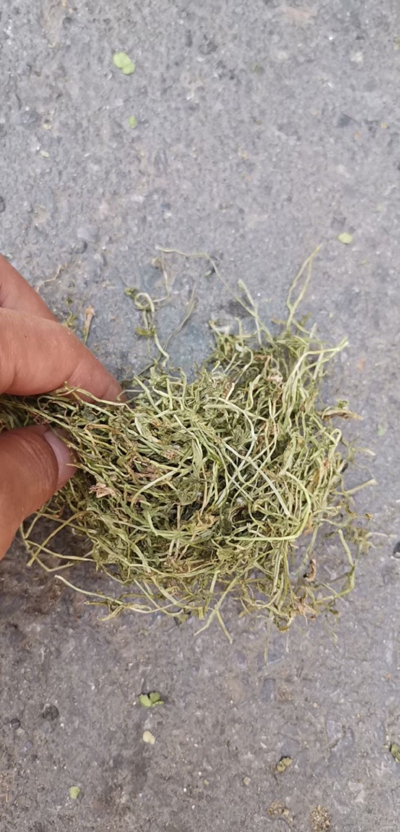 半边莲产地直销批发。量大从优符合国家标准