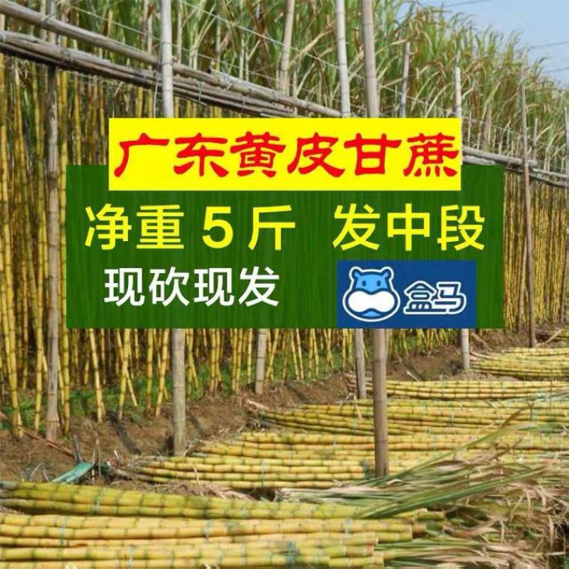 现砍现发广东黄果蔗甘蔗新鲜青皮1-5斤真空包装黄皮甘蔗