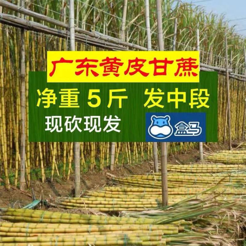 现砍现发广东黄果蔗甘蔗新鲜青皮1-5斤真空包装黄皮甘蔗