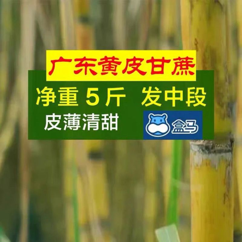 现砍现发广东黄果蔗甘蔗新鲜青皮1-5斤真空包装黄皮甘蔗