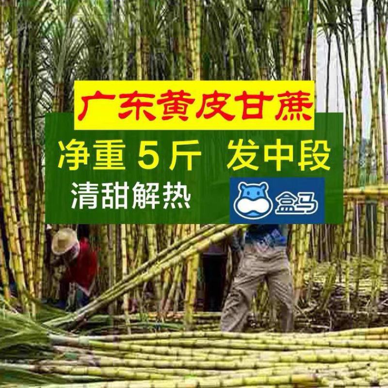 现砍现发广东黄果蔗甘蔗新鲜青皮1-5斤真空包装黄皮甘蔗