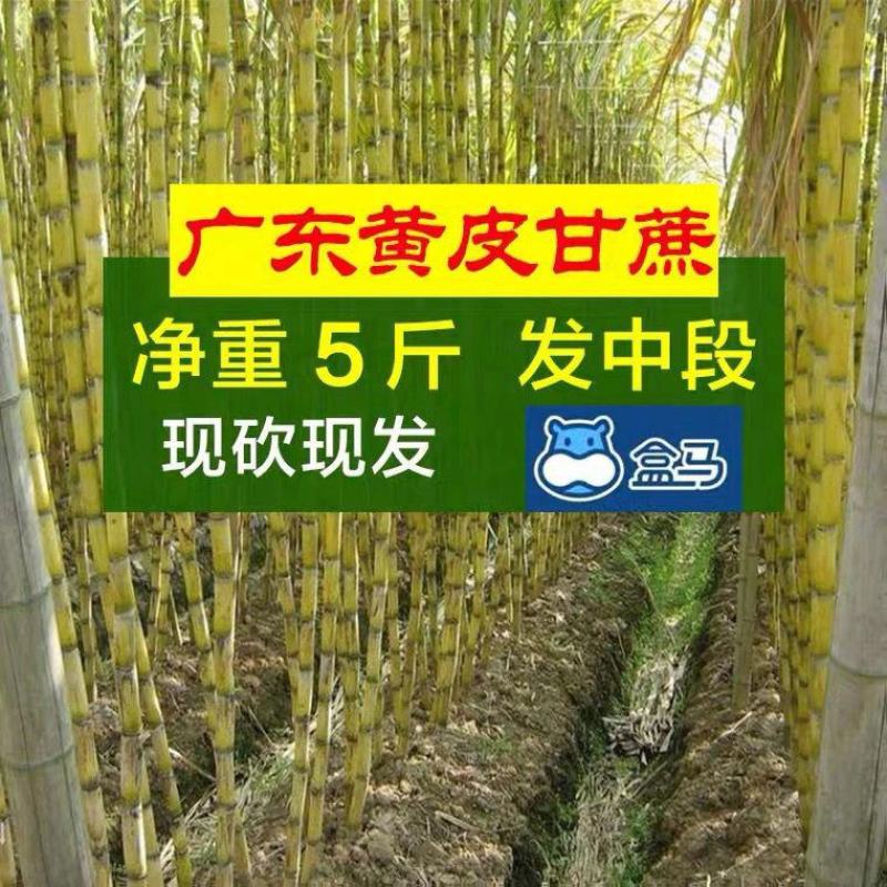 现砍现发广东黄果蔗甘蔗新鲜青皮1-5斤真空包装黄皮甘蔗