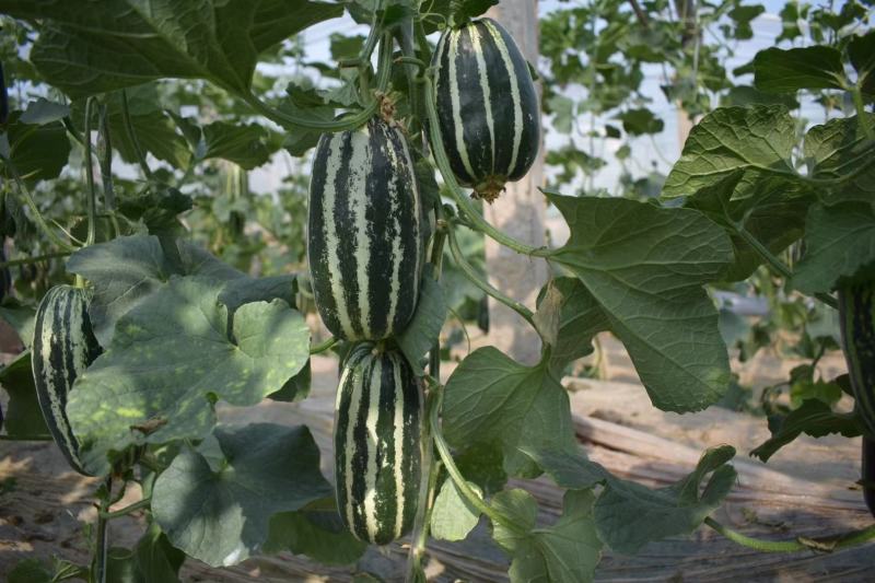 实丰9号甜瓜种子绿白花皮酥脆蜜甜甜瓜种籽抗病杂交一代种