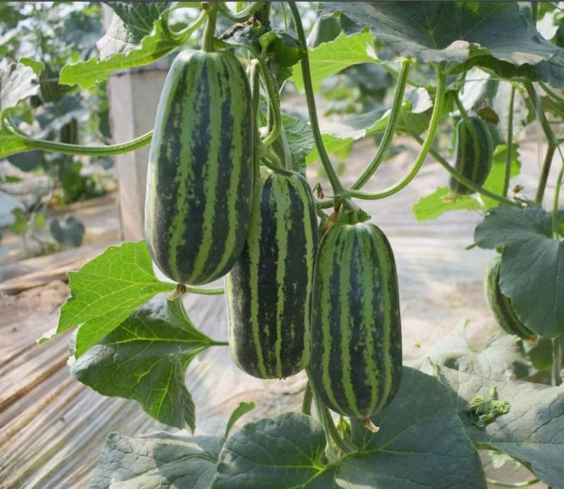 实丰9号甜瓜种子绿白花皮酥脆蜜甜甜瓜种籽抗病杂交一代种
