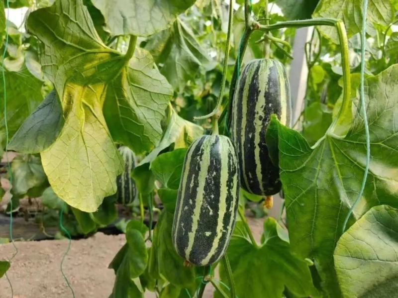 实丰9号甜瓜种子绿白花皮酥脆蜜甜甜瓜种籽抗病杂交一代种