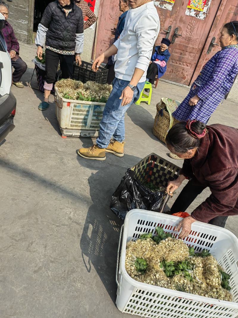 野胡葱，贵州大山里的野胡葱，苦蒜，量大从优