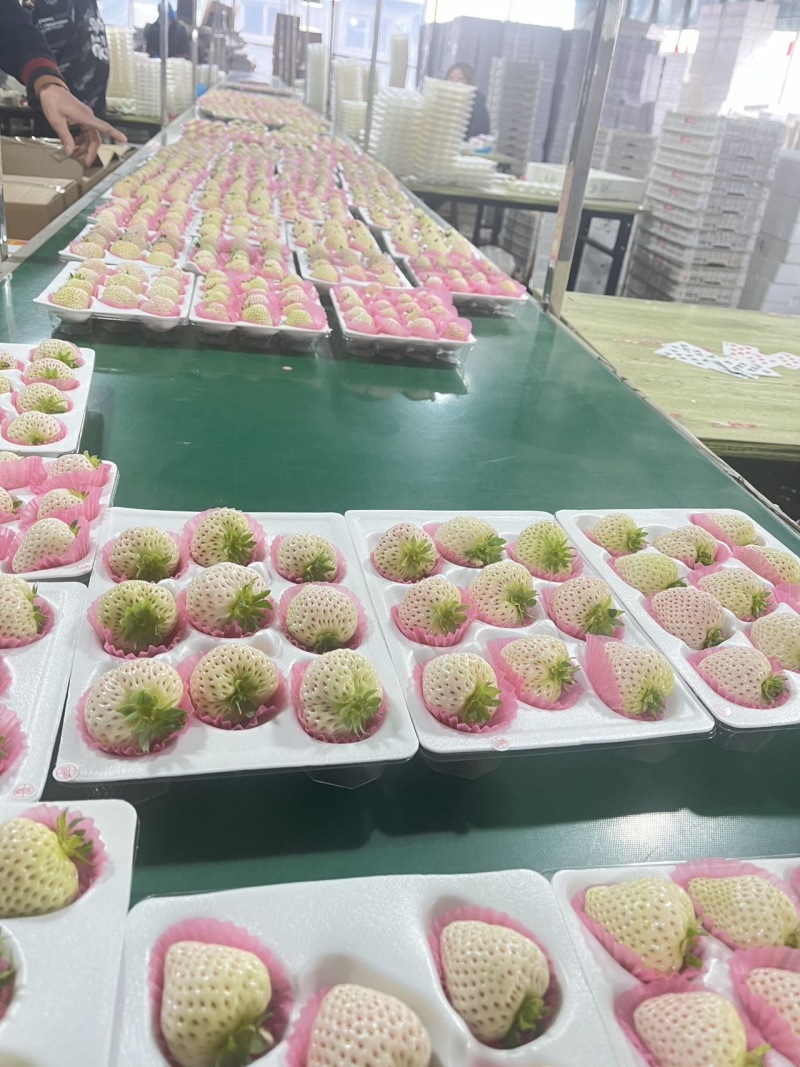 淡雪草莓梦之莹梦之娇各类梦系列黑珍珠均有货