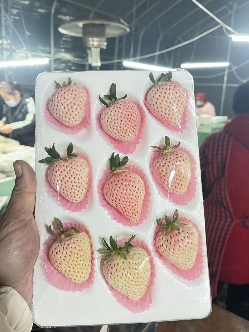 淡雪草莓梦之莹梦之娇各类梦系列黑珍珠均有货