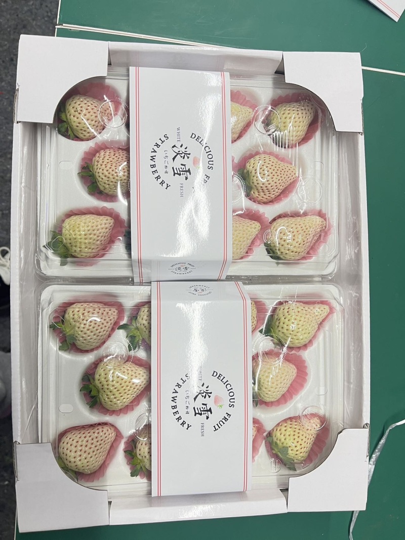 淡雪草莓梦之莹梦之娇各类梦系列黑珍珠均有货