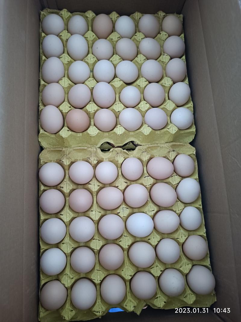 【精品】大中小码土鸡蛋笨鸡蛋色泽金黄粉蛋罗曼海兰灰