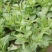 菜芯