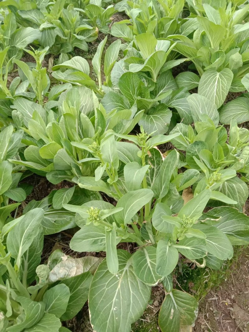 菜芯